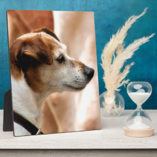 JACK RUSSELL TERRIER DOG FOTOPLAAT