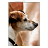 JACK RUSSELL TERRIER DOG KAART (Voorkant)