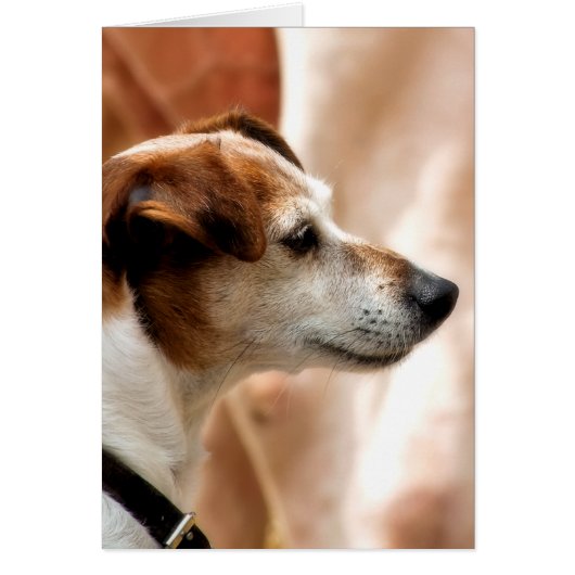 JACK RUSSELL TERRIER DOG KAART (Voorkant)