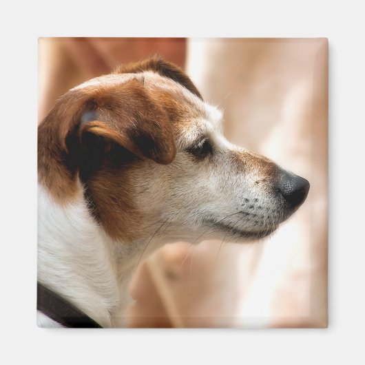 JACK RUSSELL TERRIER DOG MAGNEET (Voorkant)