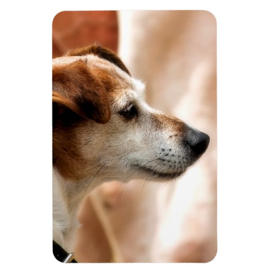 JACK RUSSELL TERRIER DOG MAGNEET (Verticaal)
