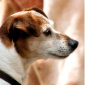 JACK RUSSELL TERRIER DOG ONDERZETTER
