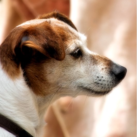 JACK RUSSELL TERRIER DOG ONDERZETTER