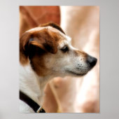JACK RUSSELL TERRIER DOG POSTER (Voorkant)