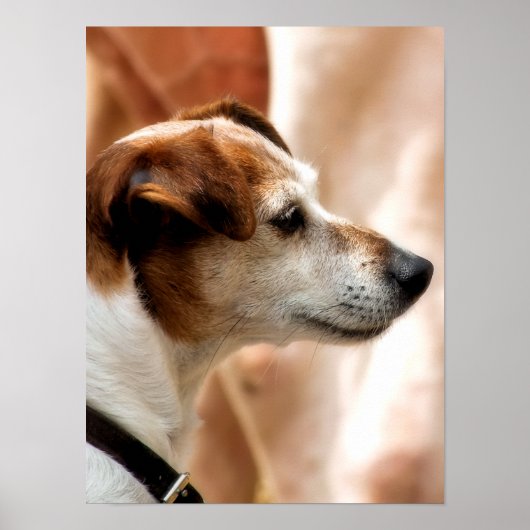 JACK RUSSELL TERRIER DOG POSTER (Voorkant)