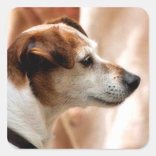 JACK RUSSELL TERRIER DOG VIERKANTE STICKER (Voorkant)
