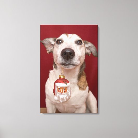 Jack Russell Terrier Holding kerstversiering Canvas Afdruk (Voorkant)