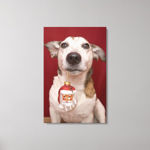 Jack Russell Terrier Holding kerstversiering Canvas Afdruk