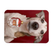 Jack Russell Terrier Holding kerstversiering Magneet (Horizontaal)