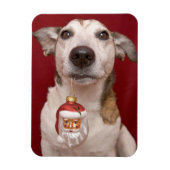 Jack Russell Terrier Holding kerstversiering Magneet (Verticaal)