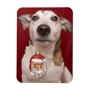 Jack Russell Terrier Holding kerstversiering Magneet