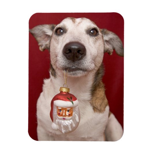 Jack Russell Terrier Holding kerstversiering Magneet (Verticaal)