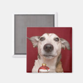 Jack Russell Terrier Holding kerstversiering Magneet (Voorkant / Achterkant)