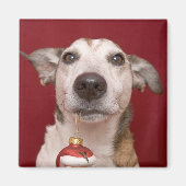 Jack Russell Terrier Holding kerstversiering Magneet (Voorkant)