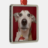 Jack Russell Terrier Holding kerstversiering Metalen Ornament (Rechts)