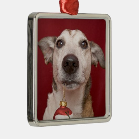 Jack Russell Terrier Holding kerstversiering Metalen Ornament (Rechts)