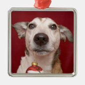 Jack Russell Terrier Holding kerstversiering Metalen Ornament (Voorkant)
