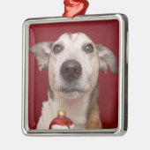 Jack Russell Terrier Holding kerstversiering Metalen Ornament (Links)