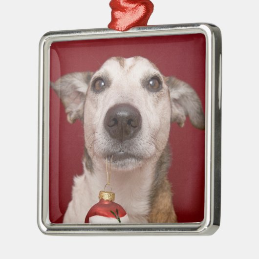 Jack Russell Terrier Holding kerstversiering Metalen Ornament (Links)