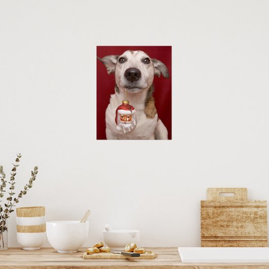 Jack Russell Terrier Holding kerstversiering Poster (Keuken)