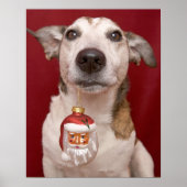 Jack Russell Terrier Holding kerstversiering Poster (Voorkant)