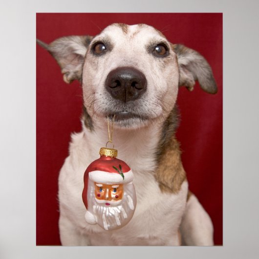 Jack Russell Terrier Holding kerstversiering Poster (Voorkant)