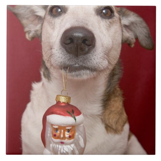 Jack Russell Terrier Holding kerstversiering Tegeltje (Voorkant)