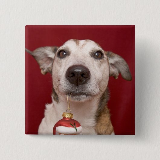 Jack Russell Terrier Holding kerstversiering Vierkante Button 5,1 Cm (Voorkant)