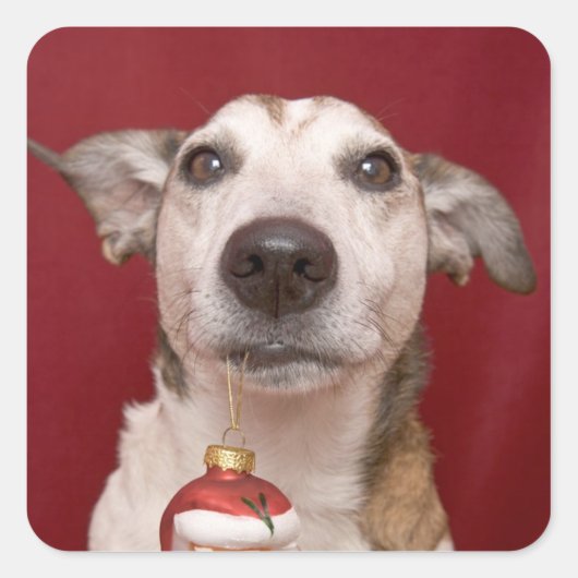 Jack Russell Terrier Holding kerstversiering Vierkante Sticker (Voorkant)