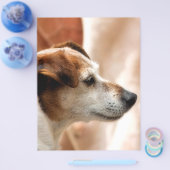 JACK RUSSELL TERRIËR HOND FLYER (Enkel)