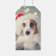 Jack Russell Terrier in een Santa hat Gift Kaart