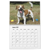 Jack Russell Terrier Kalender (Jan 2027)