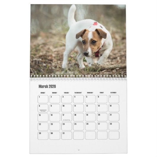 Jack Russell Terrier Kalender (Mar 2026)
