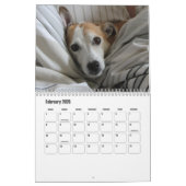 Jack Russell Terrier Kalender (Feb 2026)