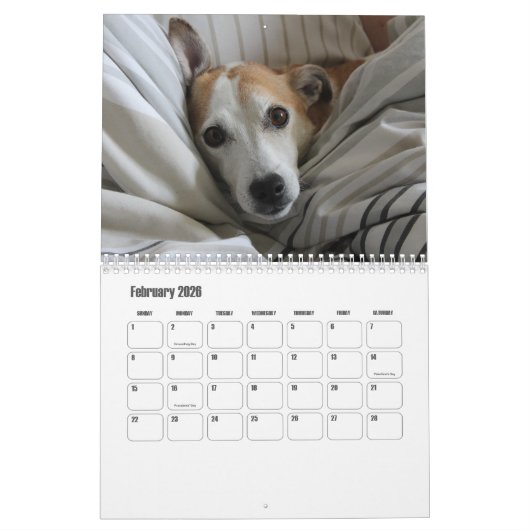 Jack Russell Terrier Kalender (Feb 2026)