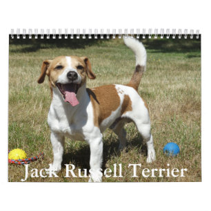 Jack Russell Terrier Kalender