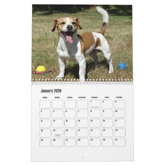 Jack Russell Terrier Kalender (Jan 2026)