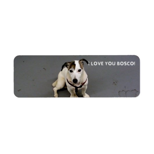 Jack Russell Terrier Label (Voorkant)