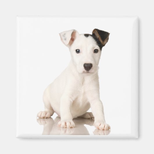 Jack Russell Terrier Magnet (Voorkant)