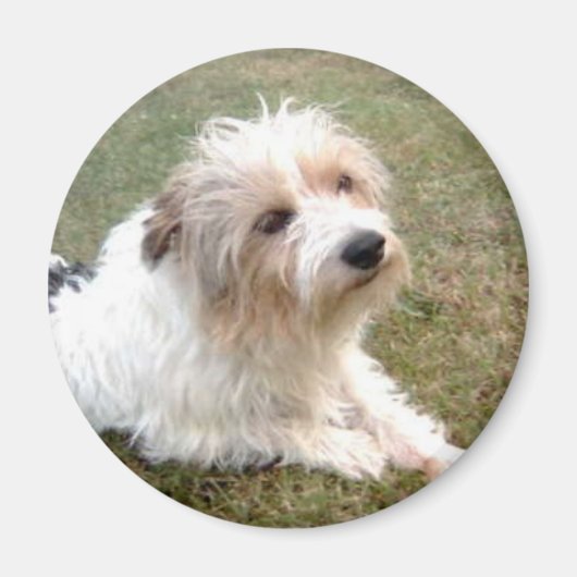 Jack Russell Terrier Magnet (Voorkant)