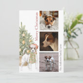 Jack Russell Terrier met kerstboom Pet Dog Foto Feestdagenkaart (Staand voorkant)