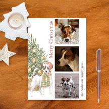 Jack Russell Terrier met kerstboom Pet Dog Foto