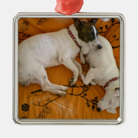 Jack Russell Terrier Metalen Ornament (Voorkant)