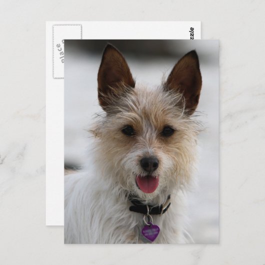 Jack Russell Terrier Mix - Winnie - Oman Briefkaart (Voorkant / Achterkant)