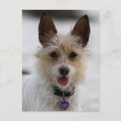 Jack Russell Terrier Mix - Winnie - Oman Briefkaart (Voorkant)