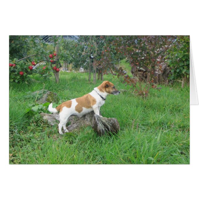 Jack Russell Terrier on Rock (Voorkant Horizontaal)