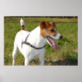 Jack Russell Terrier Poster (Voorkant)