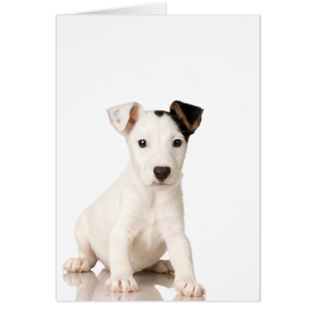 Jack Russell Terrier Puppy (Voorkant)