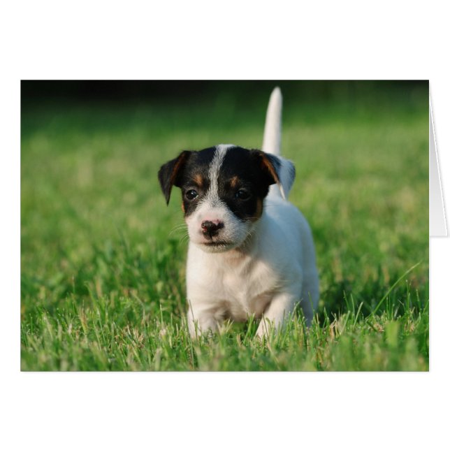 Jack Russell Terrier puppy (Voorkant Horizontaal)