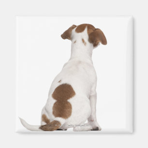 Jack Russell Terrier puppy (3 maanden oud) Magneet